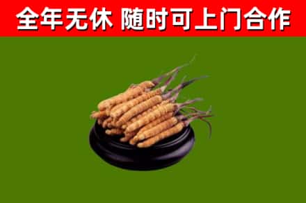库尔勒市回收散虫草